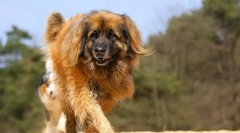 Leonberger (снимка): домашно копие на лъва на германската кръв